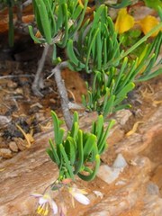 Heliophila cornuta squamata