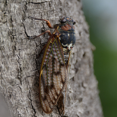 Graptopsaltria nigrofuscata
