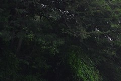 Vachellia sieberiana