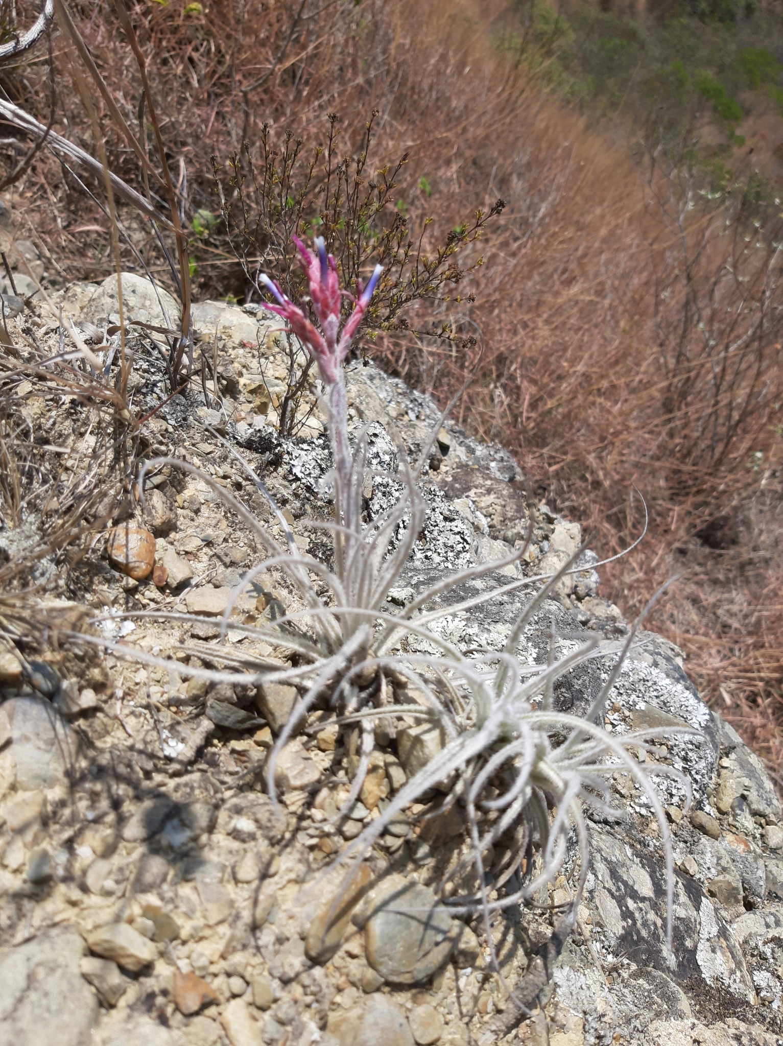 Tillandsia tectorum image
