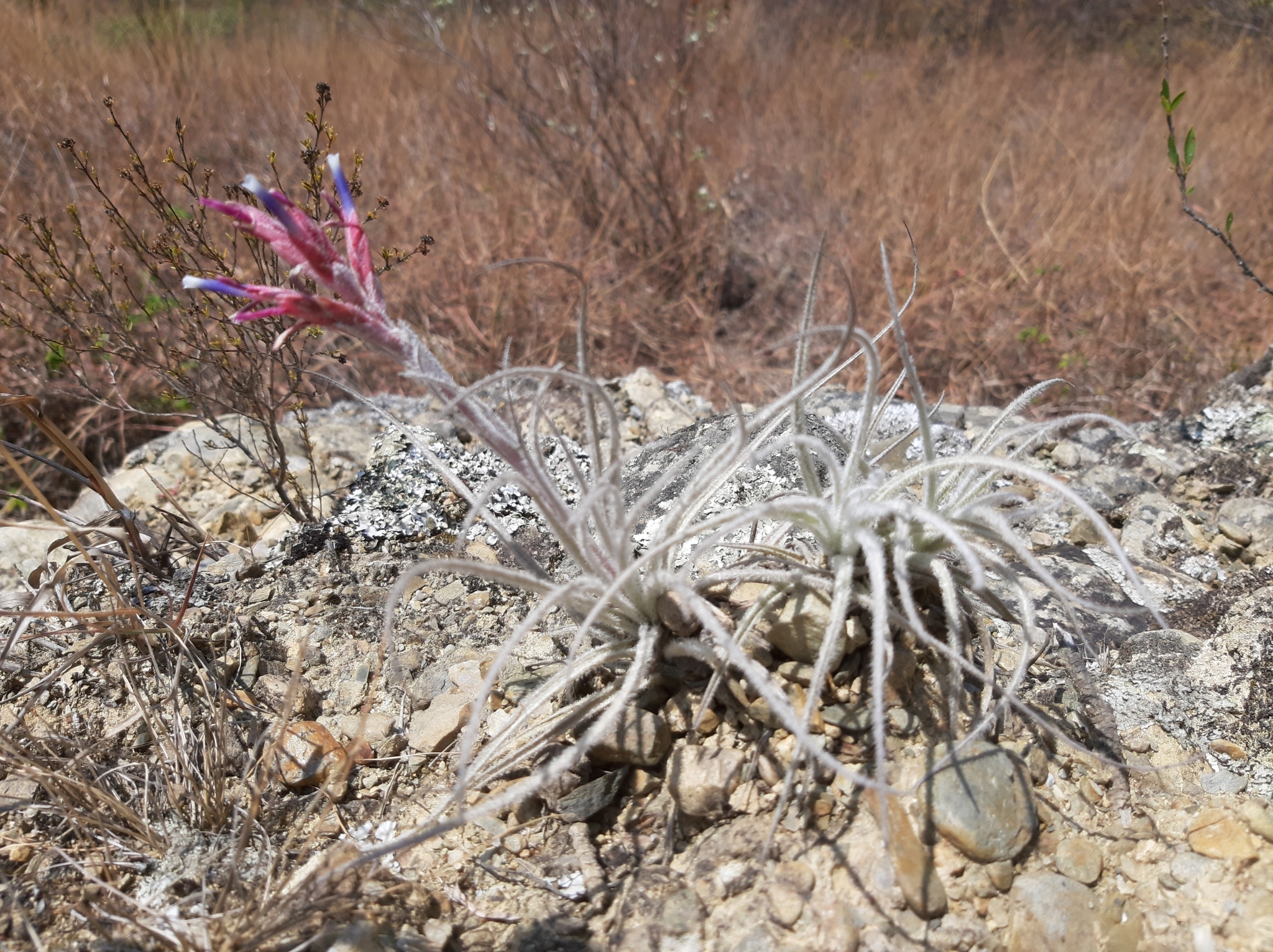 Tillandsia tectorum image