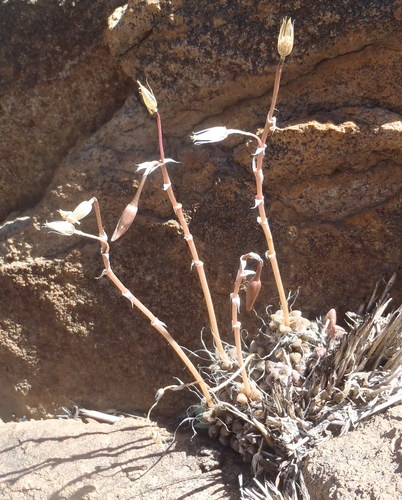 Anacampseros filamentosa