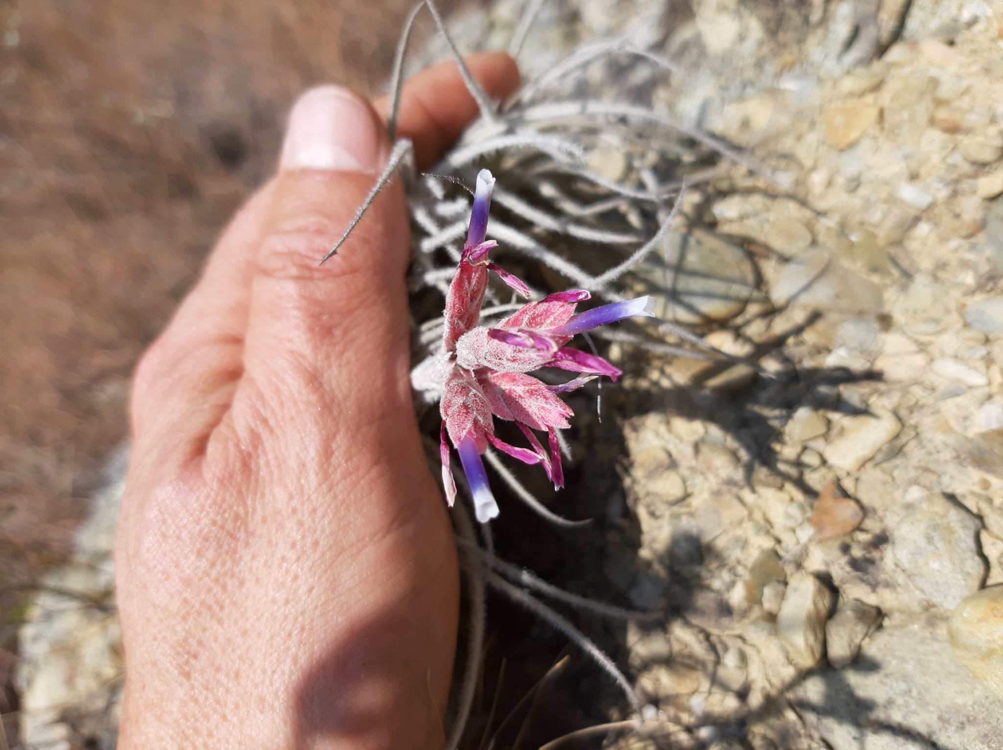 Tillandsia tectorum image