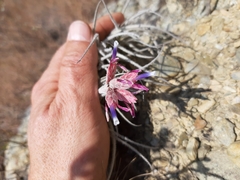 Tillandsia tectorum