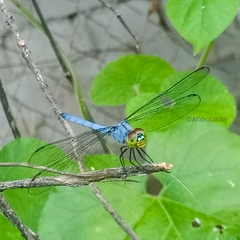 Chalcostephia flavifrons