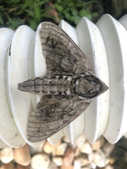 Ceratomia undulosa