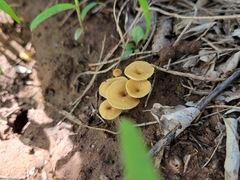 Crepidotus subfulviceps