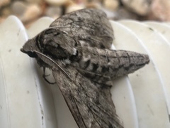 Ceratomia undulosa