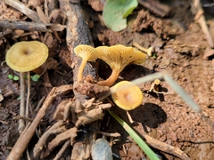 Crepidotus subfulviceps
