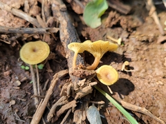 Crepidotus subfulviceps