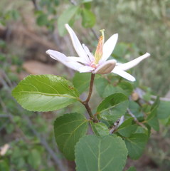 Grewia occidentalis occidentalis