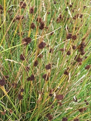 Schoenus nigricans