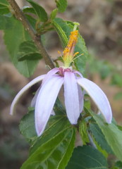 Grewia occidentalis occidentalis