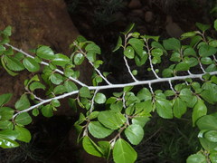 Grewia occidentalis occidentalis