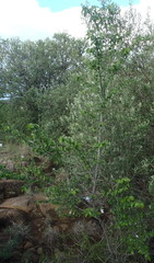 Grewia occidentalis occidentalis