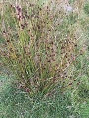 Schoenus nigricans