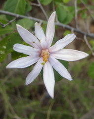 Grewia occidentalis occidentalis