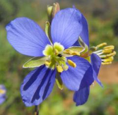 Heliophila lactea