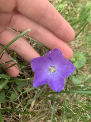 Campanula carpatica