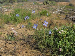 Heliophila lactea