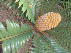 Encephalartos natalensis