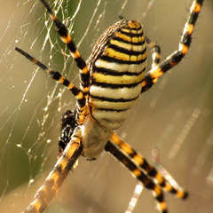 Banded Garden Spider