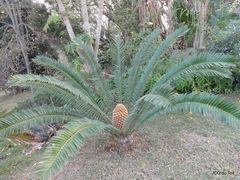 Encephalartos natalensis
