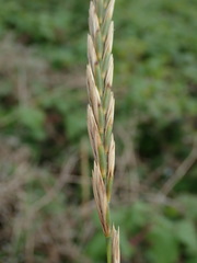 Elymus athericus