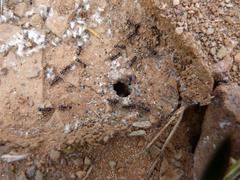 Tetramorium signatum