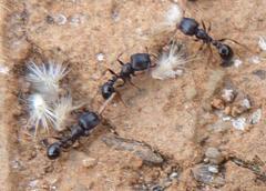 Tetramorium signatum