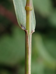 Elymus athericus