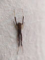 Episinus truncatus