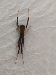 Episinus truncatus