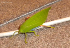 Zabalius ophthalmicus