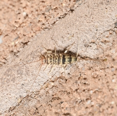 Thermobia domestica