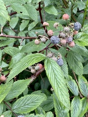 Rubus niveus