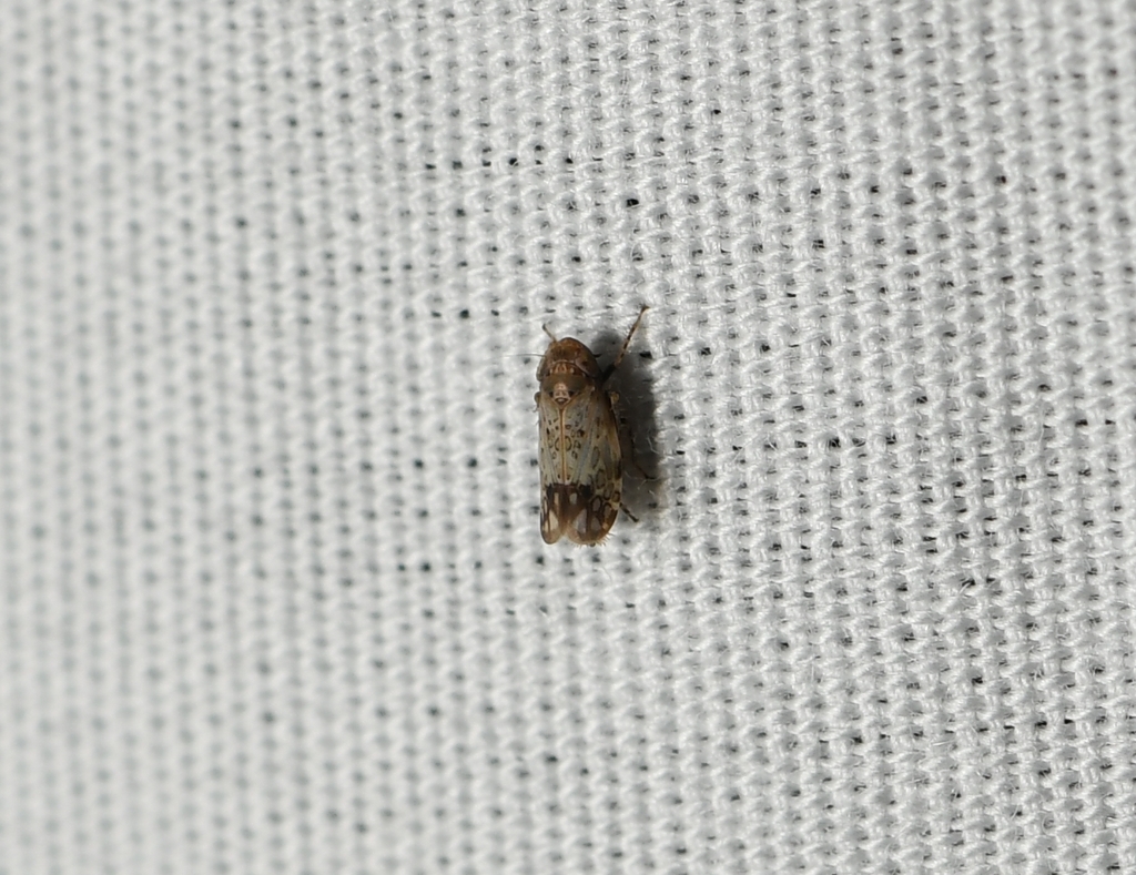 Polyamia tantilla