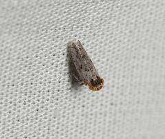Lycioides