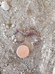 Thorellius intrepidus