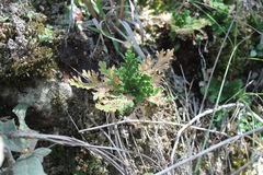 Selaginella pallescens