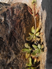 Adromischus
