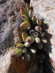 Adromischus