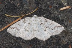 Sabulodes packardata