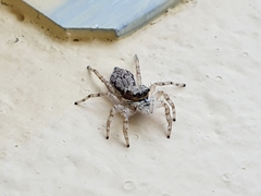 Menemerus bivittatus