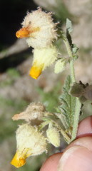 Hermannia grandistipula