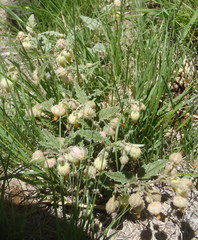 Hermannia grandistipula