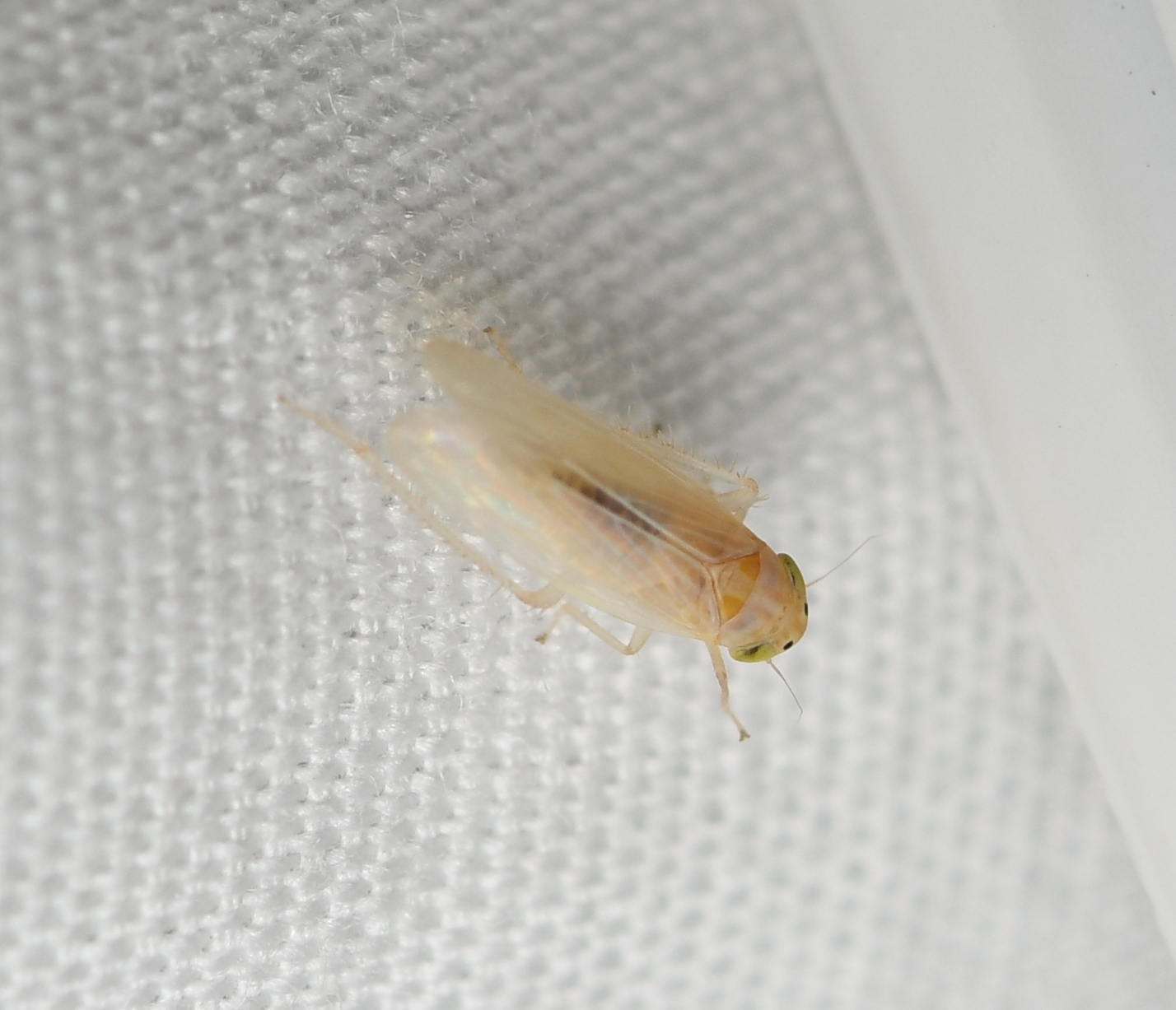 Dalbulus maidis Insect Vectors of Plant Disease