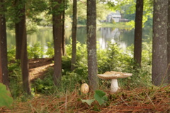 Amanita russuloides