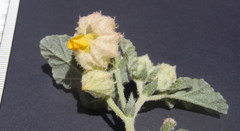 Hermannia grandistipula
