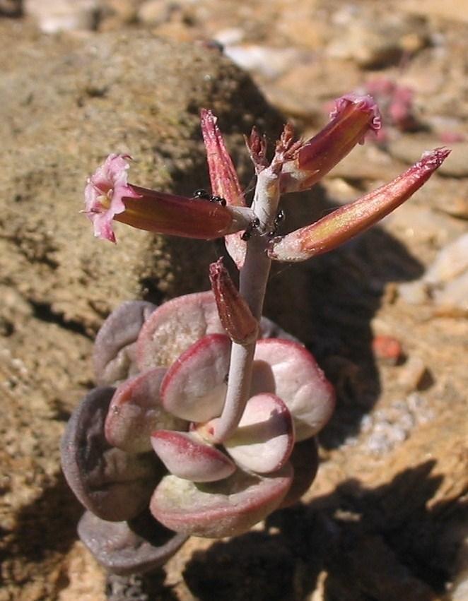 Adromischus montium-klinghardtii